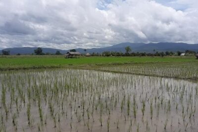"No.1 Chiang Mai: Leisure Bicycle Ride to Lake Huay Tueng Tao" - The ride out of Chiang Mai: calm scenery with a real traffic note