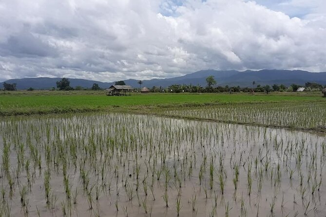 "No.1 Chiang Mai: Leisure Bicycle Ride to Lake Huay Tueng Tao" - The ride out of Chiang Mai: calm scenery with a real traffic note