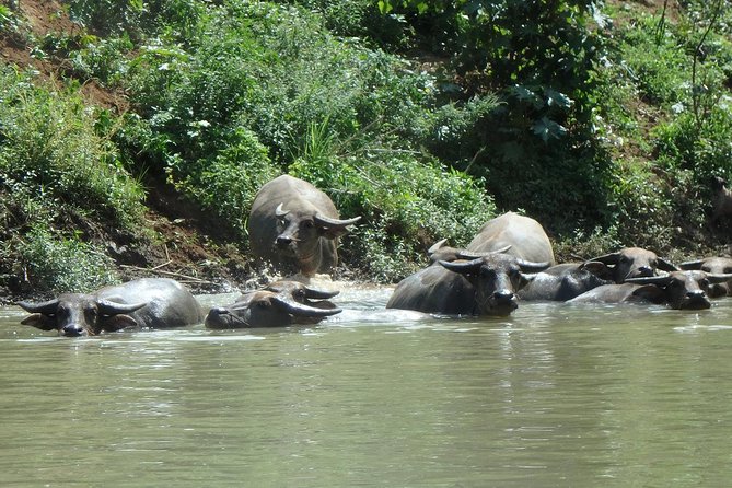 No.1 Chiang Mai: Leisure River Kayaking: Mae Taeng forest Reserve - Lunch on the River: A Real Break, Not a Rushed Check-Off