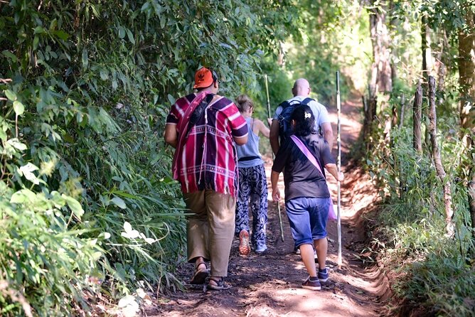 Off the Map Chiang Mai Jungle Coffee Trek Roast and Brew - Walking the Forest: Coffee Plants, Medicinal Herbs, and Wildlife Spots