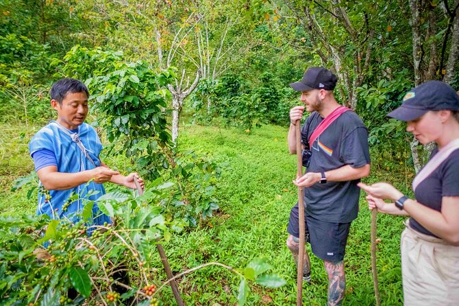 Off the Map Chiang Mai Jungle Coffee Trek Roast and Brew - Roast Your Own Coffee and Bring Home a 150g Bag