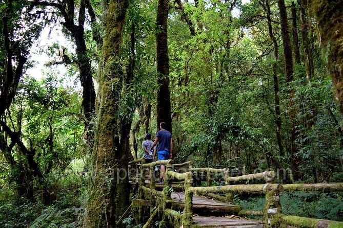 One day Doi Inthanon National Park & Trekking on Kew Mae Pan - Key Things to Know Before You Go (Doi Inthanon + Kew Mae Pan)