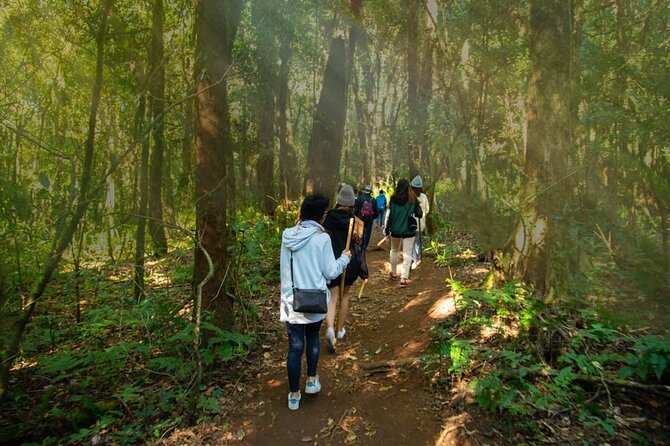 One day Doi Inthanon & Trekking at Pha Dok Siew - Ban Mae Klang Luang rice terraces: a gentle finish with mud reality