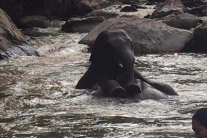 One day Elephants in Nature Experience & Grand Canyon Jumping - A full day from 8:30am: what the timing really means