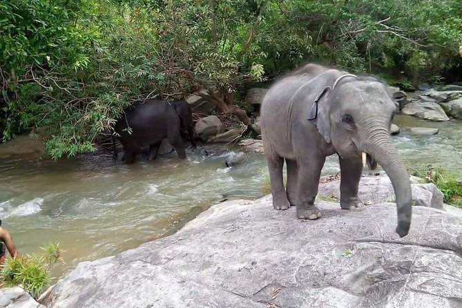 One day Elephants in Nature Experience & Grand Canyon Jumping - Who should book this tour, and who should reconsider