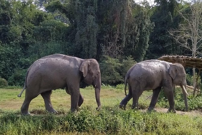 One Day Hiking and Elephant experience by Chiang Mai Elephant Home - The Jungle Hike and Waterfalls: Where the Day Gets Real