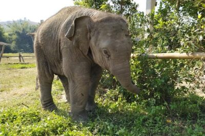 One Day Hiking and Elephant experience by Chiang Mai Elephant Home - Hotel Pickup and the Morning Drive (What to Expect)