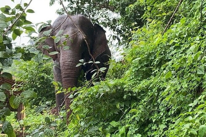 One Day Sticky Waterfall, White Water Rafting,Elephants Sanctuary - White-water rafting on a schedule you can actually handle
