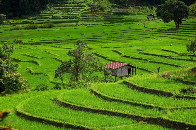 Private: 3 days 2 night trip: ChaingMai-Chaingrai- The Golden Triangle trip - A private 3-day route through Chiang Mai, Chiang Rai, and cross-border life