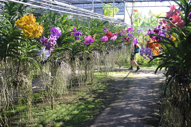 Private tour] Perfect day! Sticky waterfall + ChiangDao Cave + Wat BandenTemple - Private Chiang Mai Day Trip: What You Really Get for $119.97