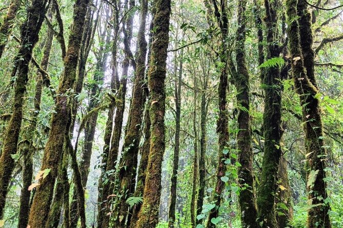 Private Tour to Chiang Mai Rice Terraces and National Park - Doi Inthanon summit area: cool air, high humidity, and real mountain scale