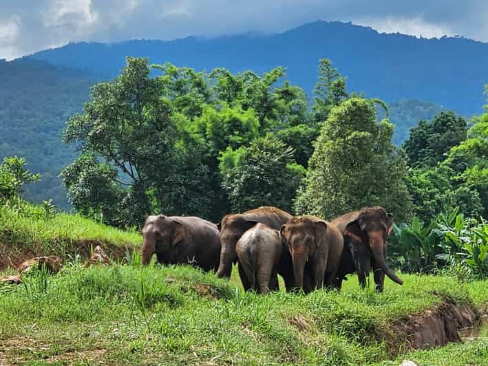 Rantong elephant sanctuary Chiangmai - Feeding and walking with rescued elephants: what you’ll do with your hands (and your brain)