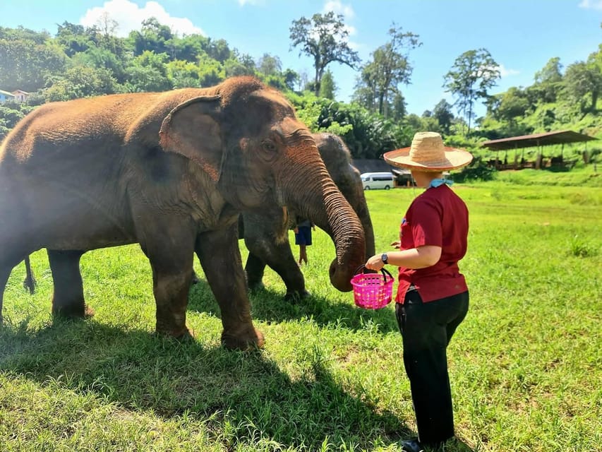 Rantong elephant sanctuary Chiangmai - About “ethical sanctuary” labels: how to choose with your conscience