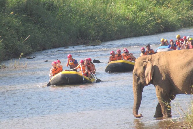 Top Pick - Full or Half Day @Elephant in Wild Sanctuary ChiangMai - Lunch, Drinks, and What You Should Pack