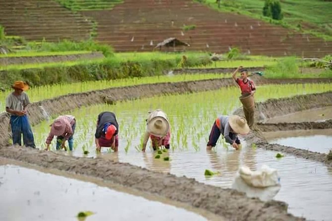 Wow! Doi Inthanon National Park Adventure, Lunch & Entry Included - Thai Hmong Community Market: Fruits, Treats, and Quick Browse